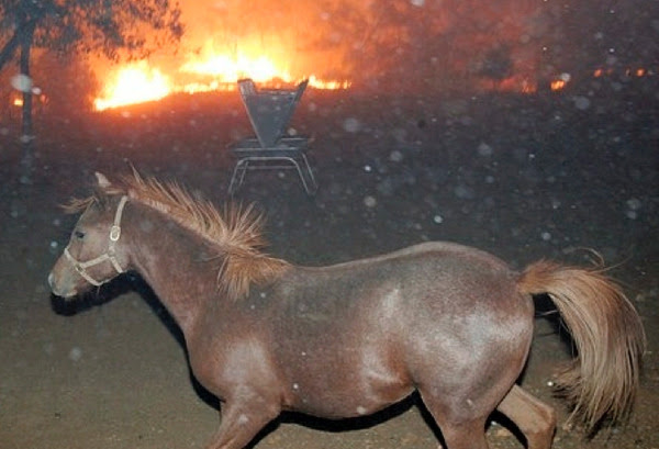 HOrse-and-fire