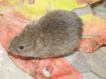 prairie vole