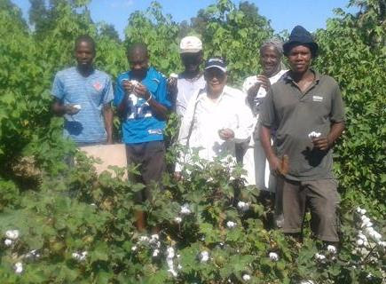 Haitian Cotton is a Farming Revolution in the Making