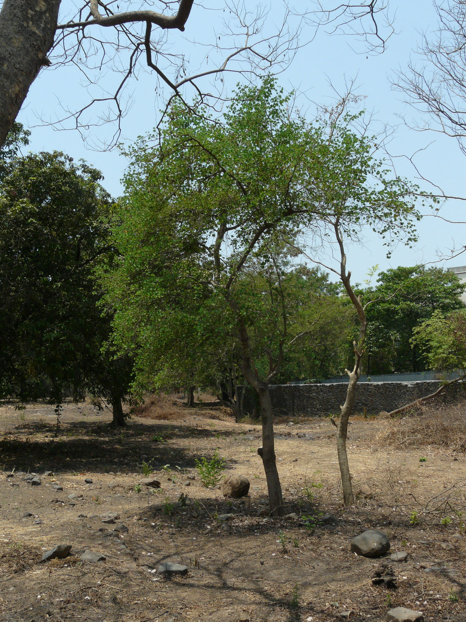 Bauhinia racemosa Lam.