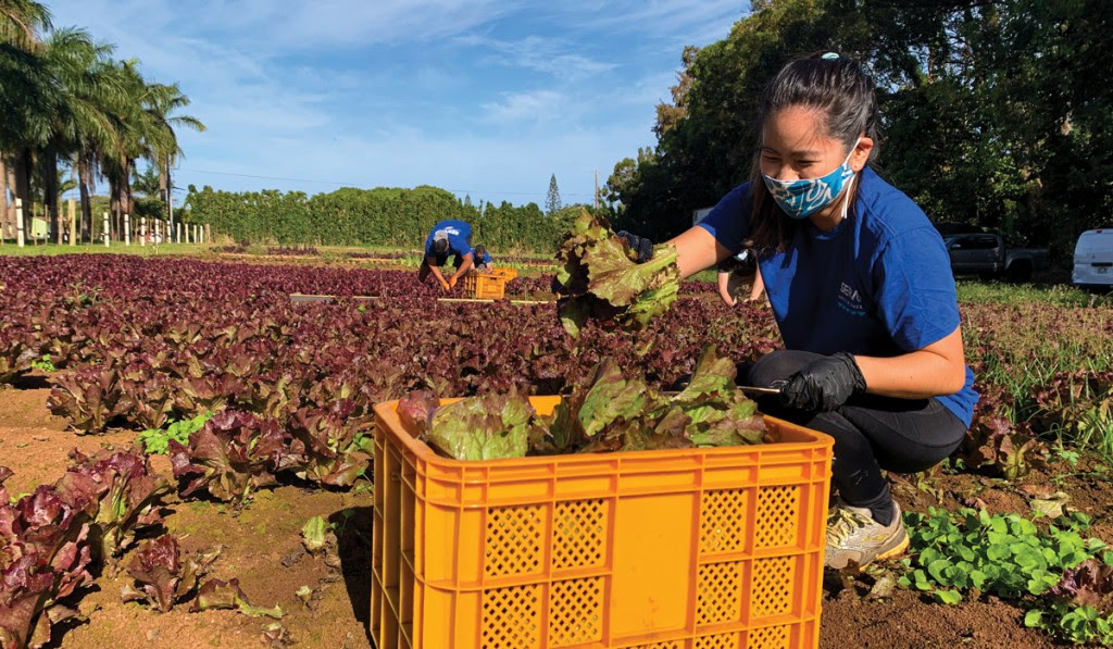 Servco’s Taylor Igarashi works the Aloha Harvest Lettuce Rescue on O‘ahu’s North Shore. Photo by Ryan Kawamoto.