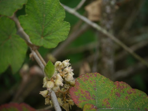 Rubus indicus Thunb.