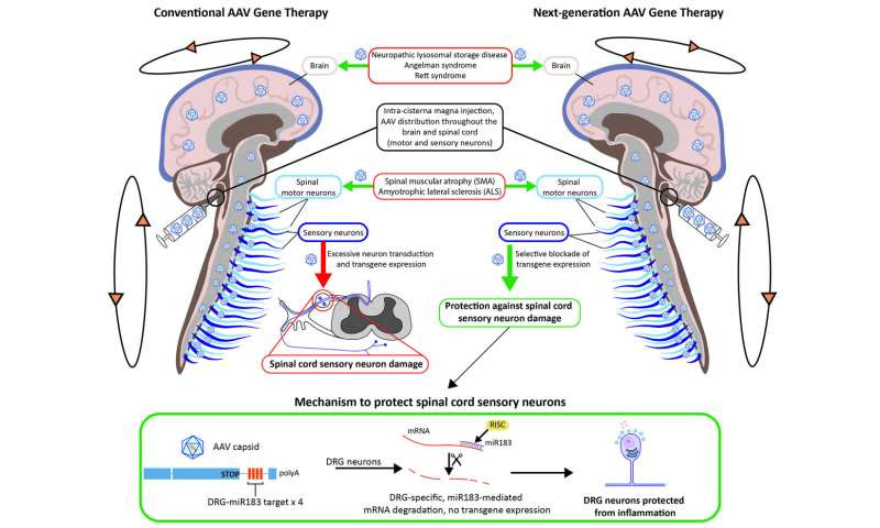 Penn researchers develop approach to prevent toxicity tied to neurological gene therapy