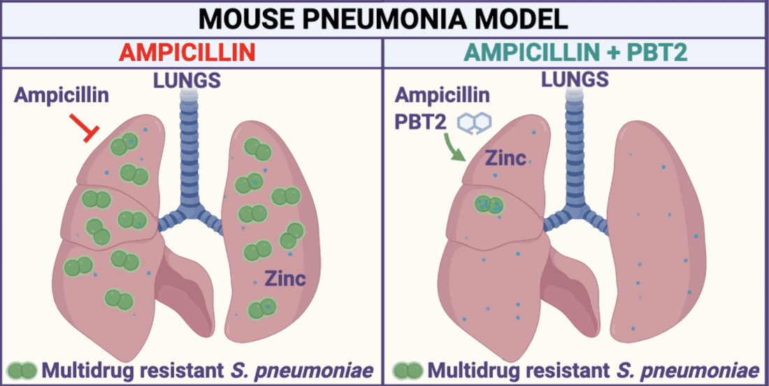 Pairing the antibiotic ampicillin with the molecule PBT2 worked much better to clear out infection of drug-resistant bacteria in the lungs of mice, compared to ampicillin alone