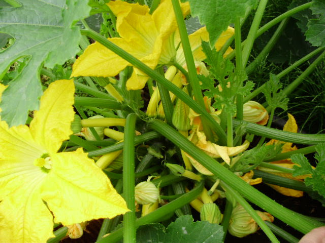 Ridiculously productive Atena courgette in late May 2015