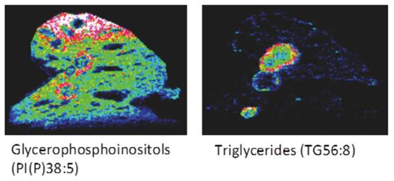 Image result for IMAGES OF SCIENCE BREAKING DOWN MOLECULAR TISSUE