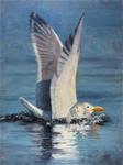 Dipping Gull - Posted on Wednesday, April 1, 2015 by Naomi Gray