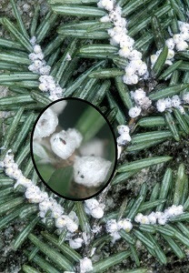 Hemlock woolly adelgid ovisacs on branch with magnified inset