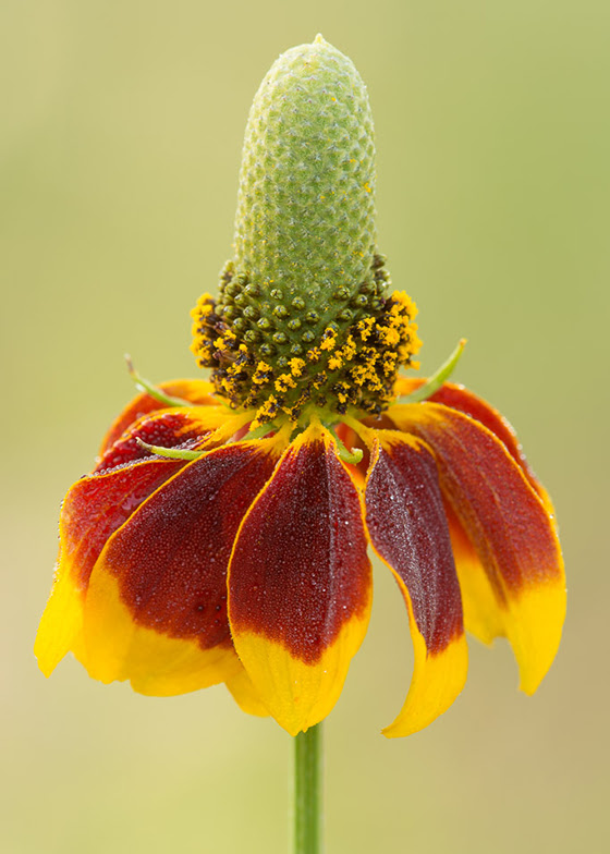 Mexican hat showing two types of inflorescence 