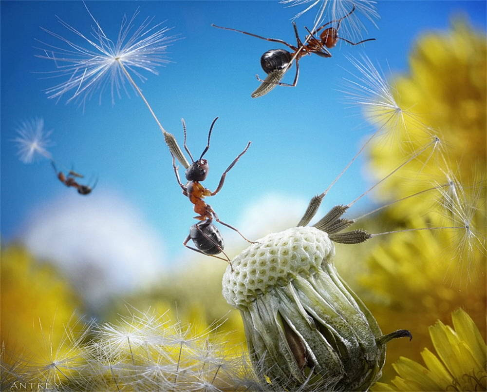 NHừng hình ảnh đẹp về loài kiến