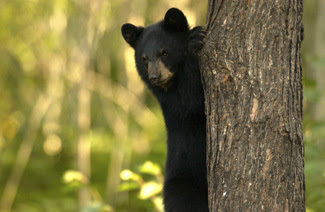 Michigan black bear, with radio collars, are tracked by students interested in outdoor education.