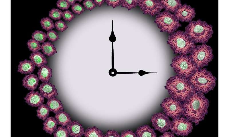 Immune cells that clear away Alzheimer's disease protein are controlled by circadian rhythms