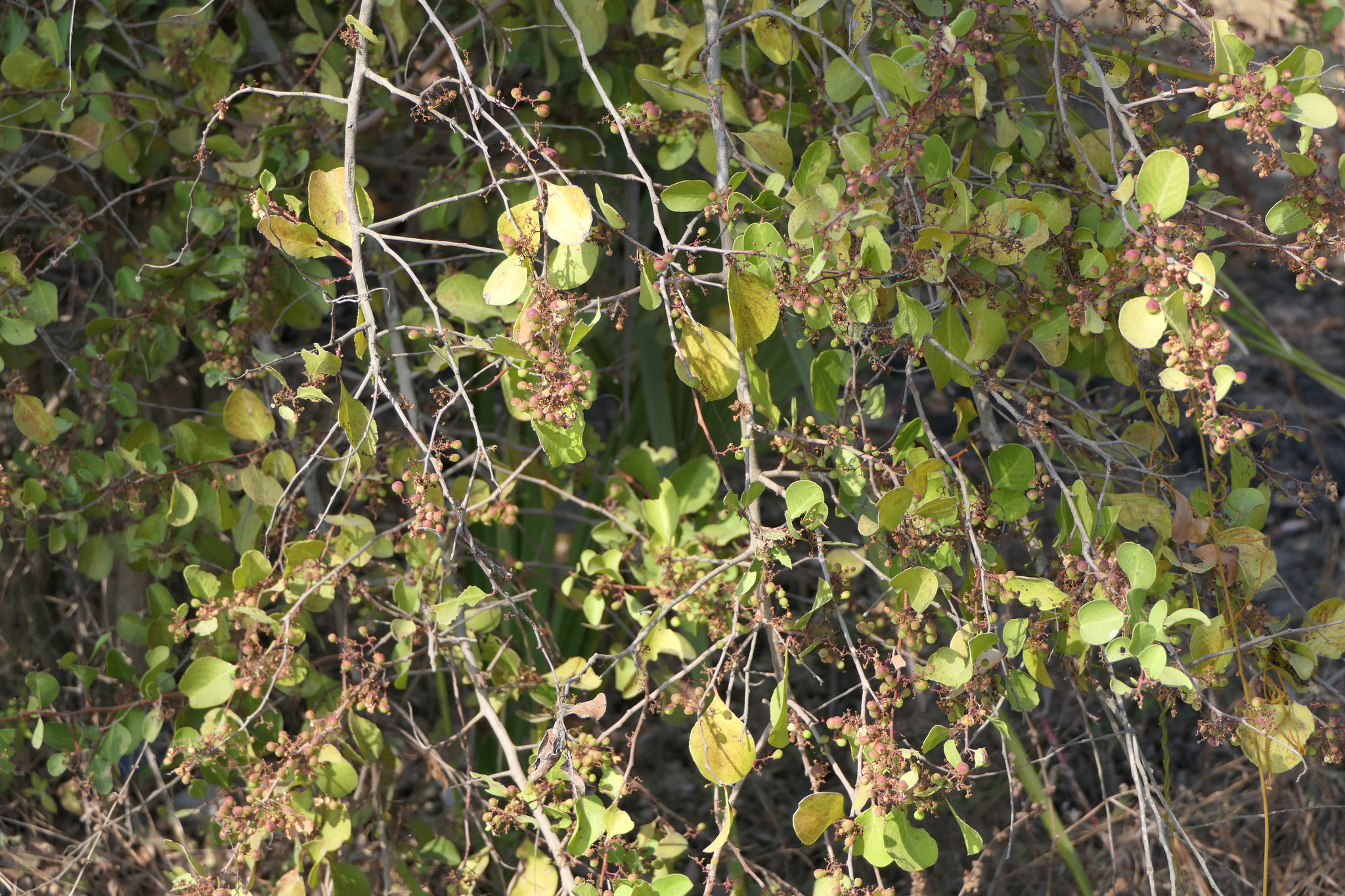 Gymnosporia senegalensis (Lam.) Loes.