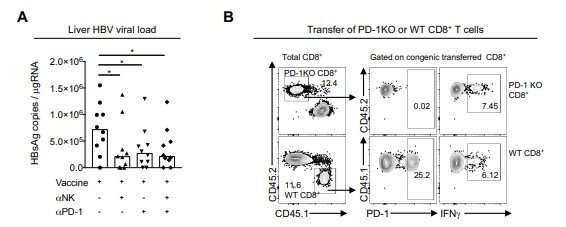 When friendly forces become foes: Scientists blunt the impact of natural killer cells to improve vaccine effectiveness