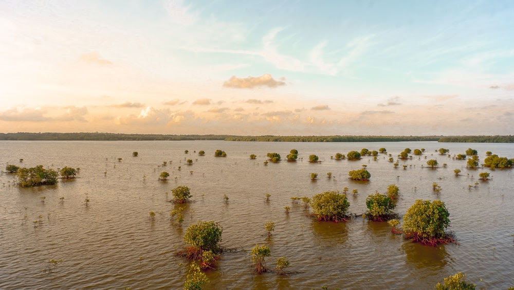 un grand plan d’eau avec des arbres