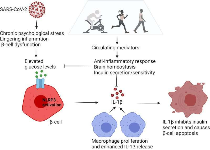 Exercise may treat long COVID-induced diabetes, depression