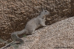 joshua-tree-California Ground Squirrel – Otospermophilus beecheyi