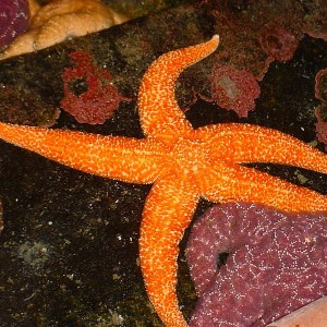 Why Are Massive Numbers Of Sea Creatures Dying Along The West Coast Right Now?