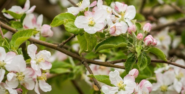 A close-up of spring apple blossoms.