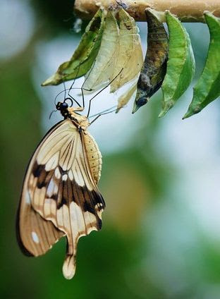 Butterfly emerged from cocoon