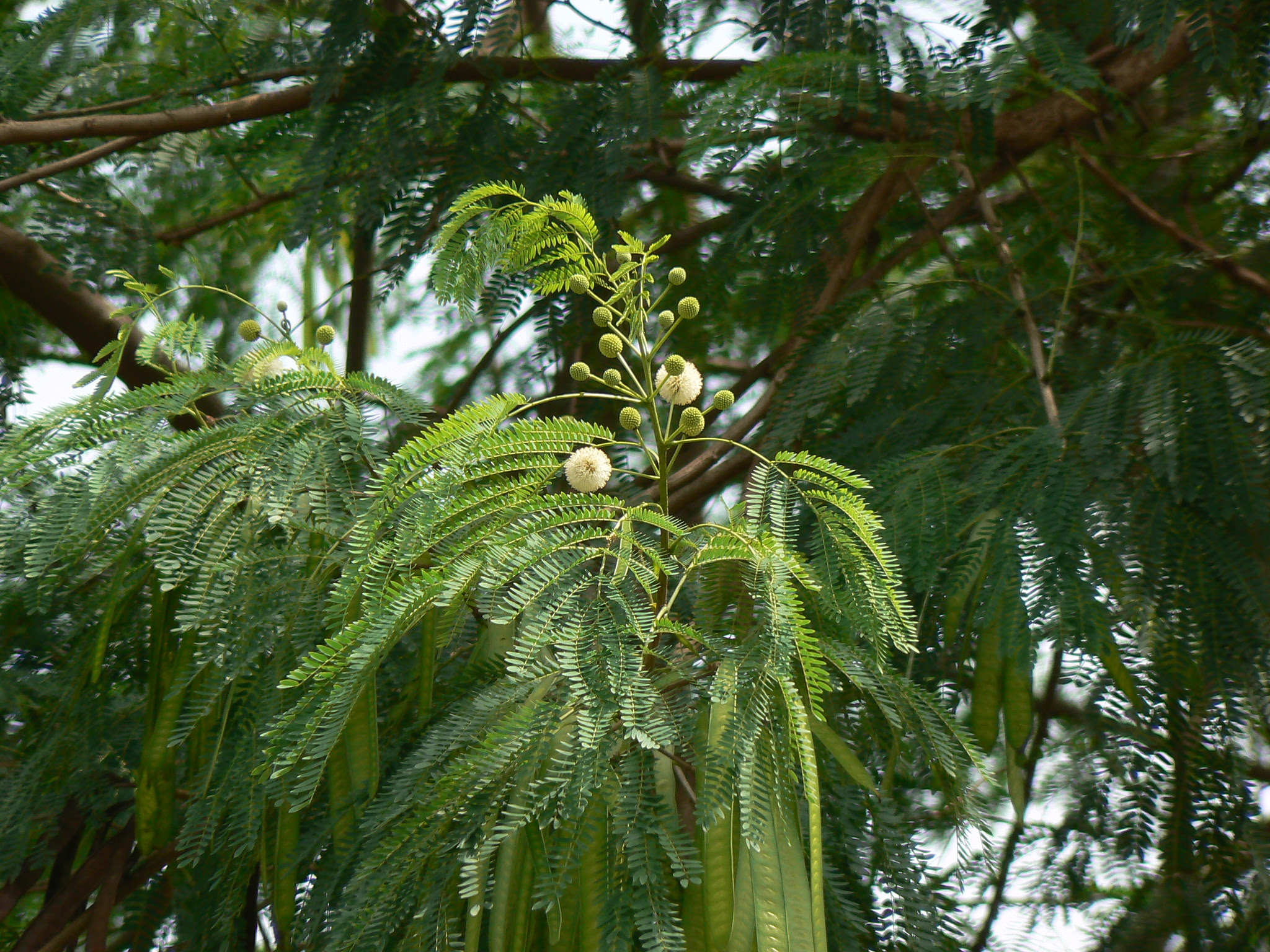 Leucaena leucocephala (Lam.) de Wit