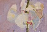 Orchid,still life,oil on canvas.5x7,price$200 - Posted on Wednesday, December 10, 2014 by Joy Olney