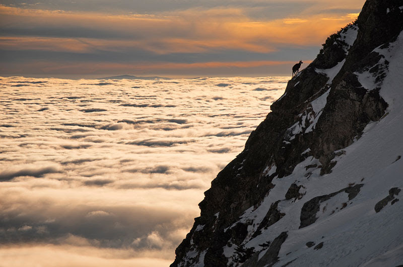 http://twistedsifter.com/2013/09/lone-tatra-chamois-above-the-clouds/