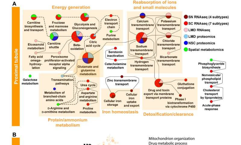 A reference tissue atlas for the human kidney