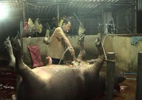 Thịt lợn thối quá phù phép thành thịt lợn tươi tại các chợ