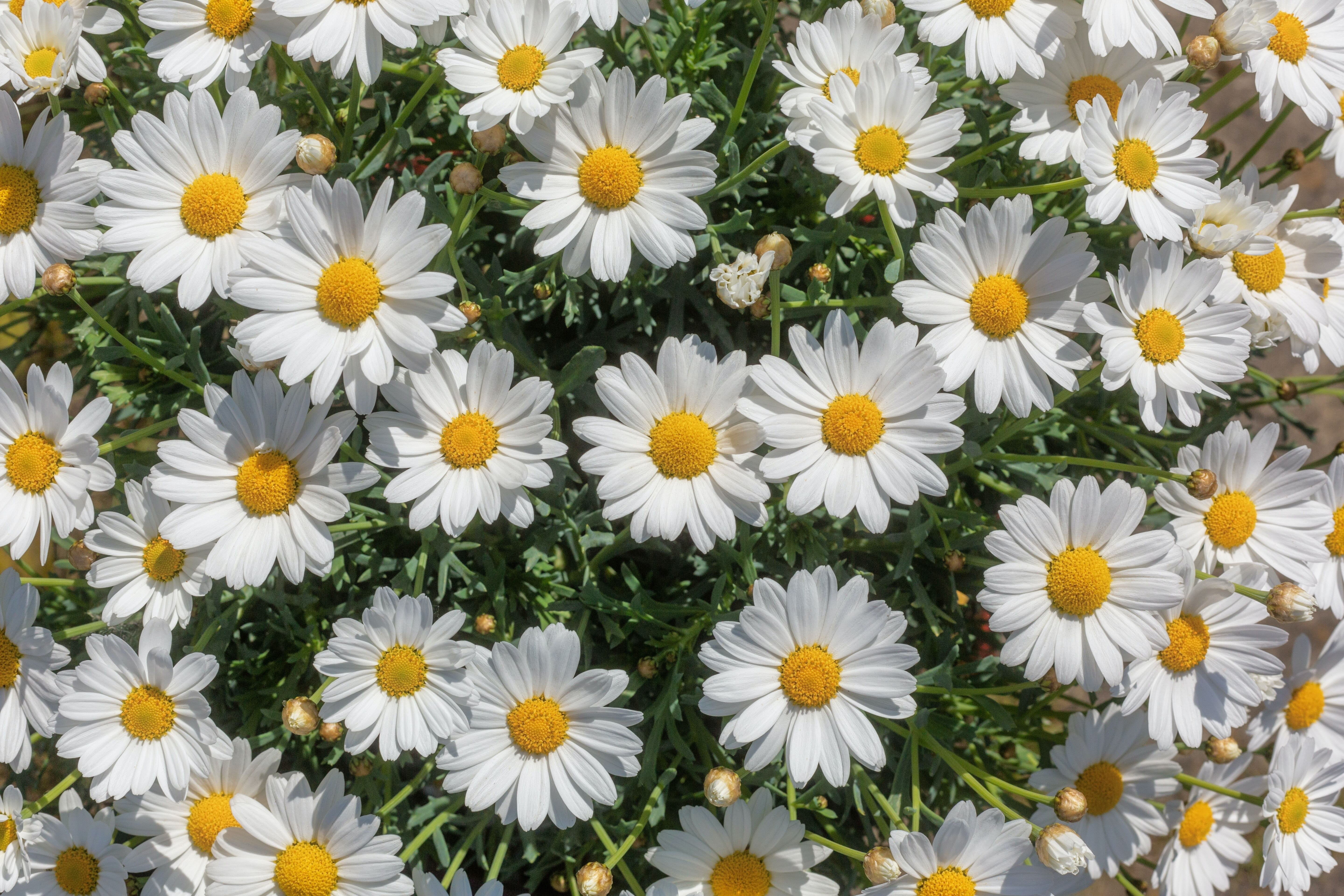 Cluster of marguerite daisies. Photo by Natalie Kinnear via Unsplash.