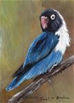 Blue Masked Lovebird ACEO - Posted on Saturday, March 7, 2015 by Janet Graham