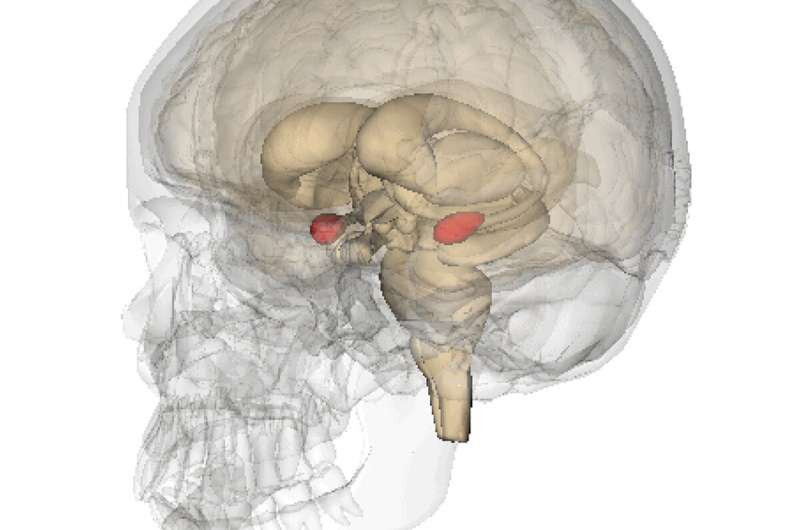 How micro-circuits in the brain regulate fear