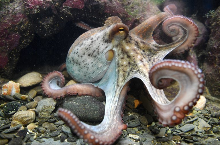 An octopus in an aquarium in Brest, France. The animals are highly intelligent, but researchers are uncertain how the trait evolved. 