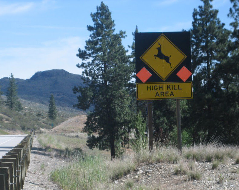 High kill stretch of Hwy 97 High kill stretch of Hwy 97
