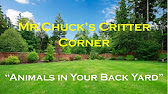 Mr. Chuck's Critter Corner