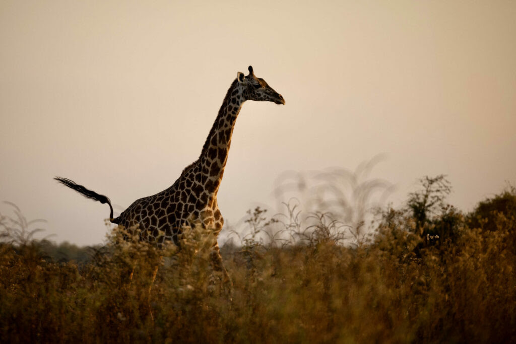 South Luangwa Bears Fruit