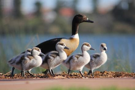 Ducklings & Mum