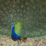 Peacocks - Yala National Park