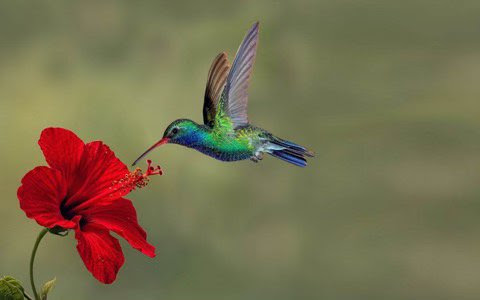 Hummingbird-Green-red-hibiscus