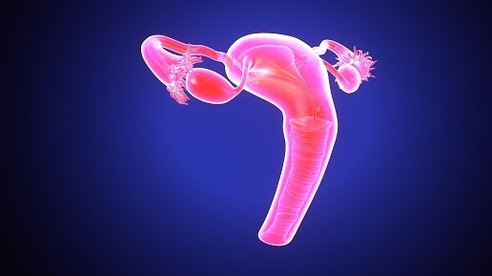 imagen del sistema reproductor de la mujer
