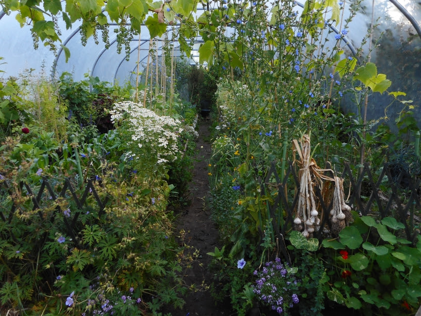 Midsummer abundance, photo taken early morning. So full of crops that Gerry Kelly and I only had time to talk about just a few on radio in From Tunnel to Table