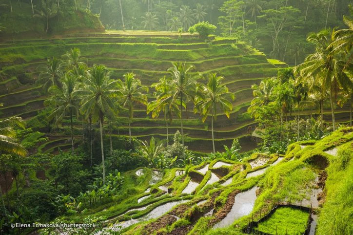 Tegallalang Rice Terraces in Ubud is famous for its beautiful views of Subak's rice fields.