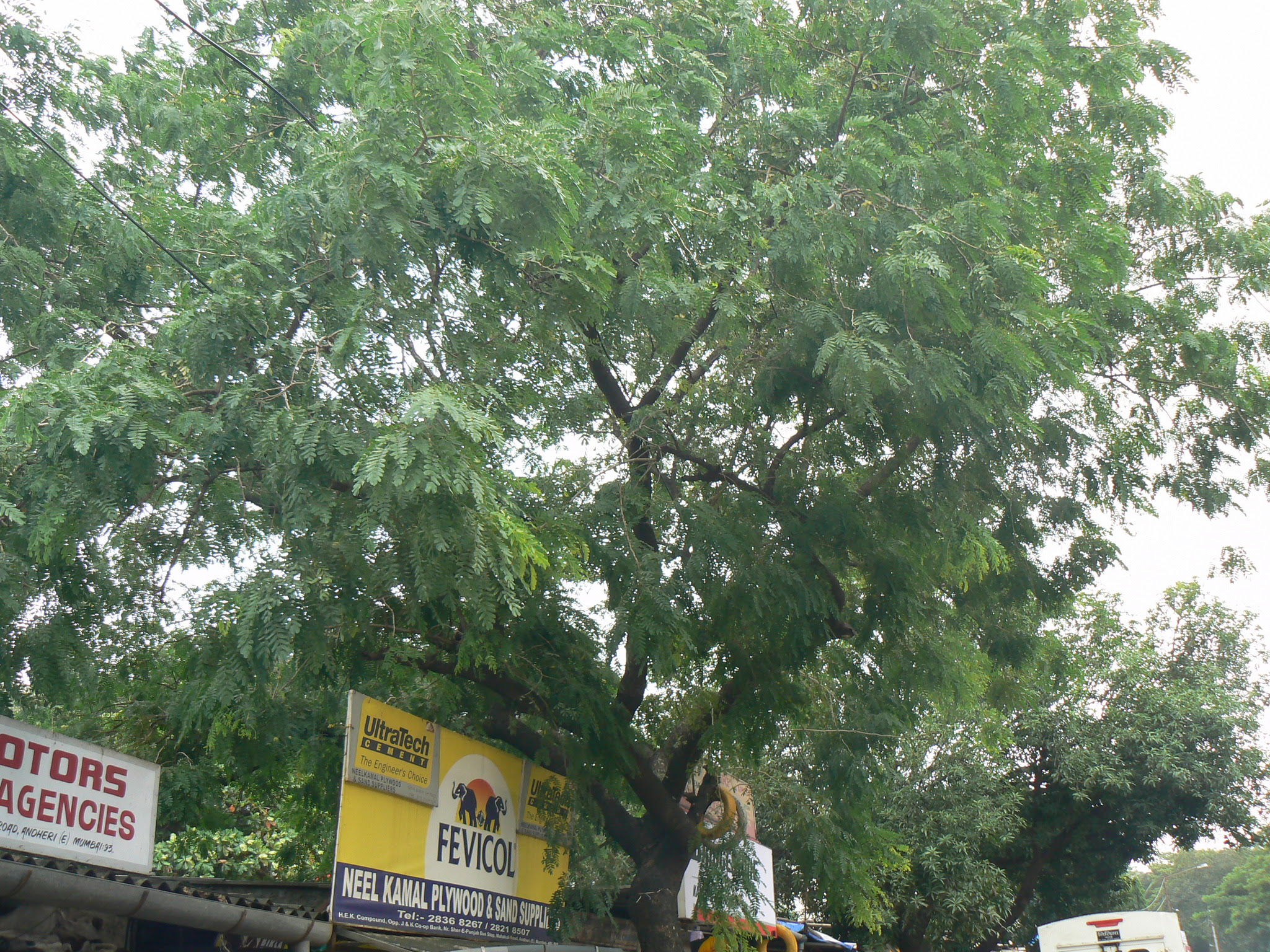 Albizia lebbeck (L.) Benth.