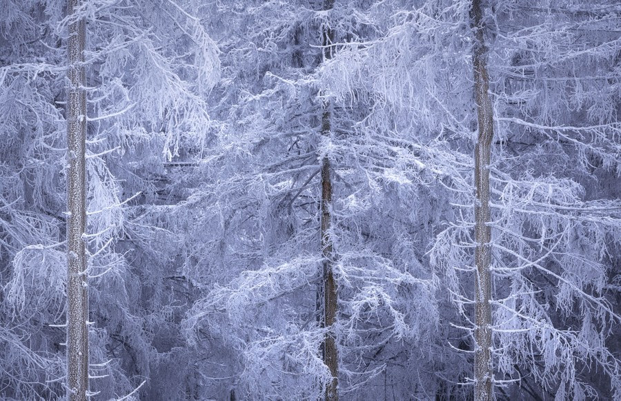 A view of frost-covered tree trunks and branches.