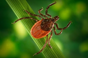 close-up view of blacklegged tick, photo courtesy of James Gathany, Centers for Disease Control