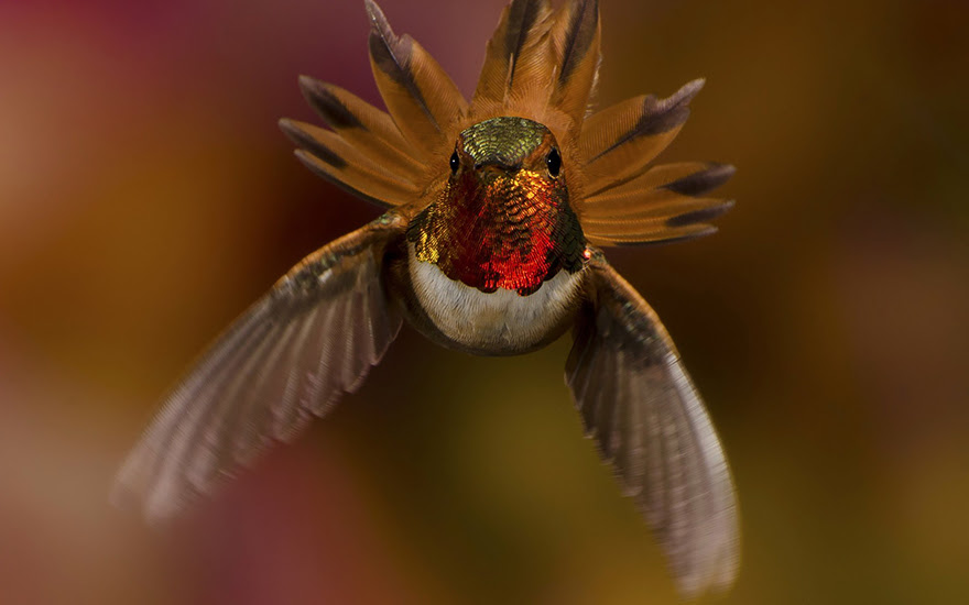 BREATH-TAKING HUMMINGBIRD CLOSE-UPS Cute-beautiful-hummingbird-photography-19