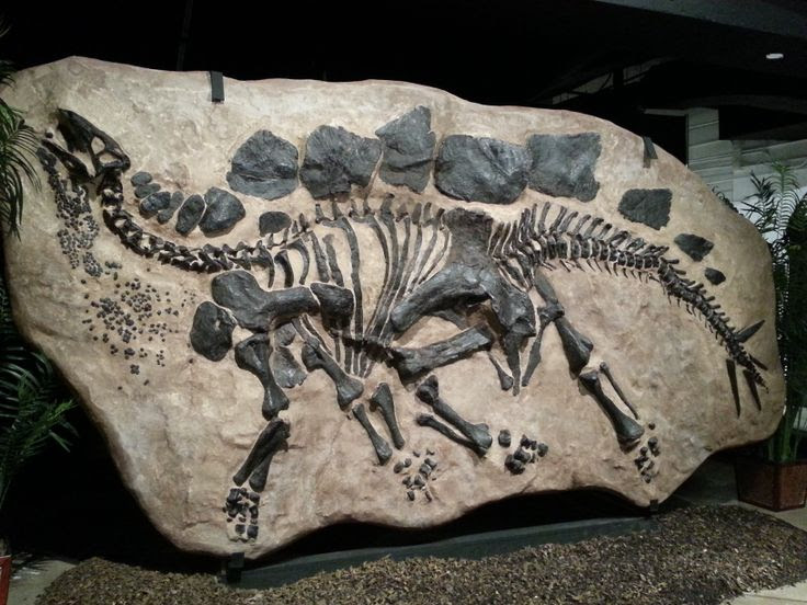 Image result for fossil dinosaurs