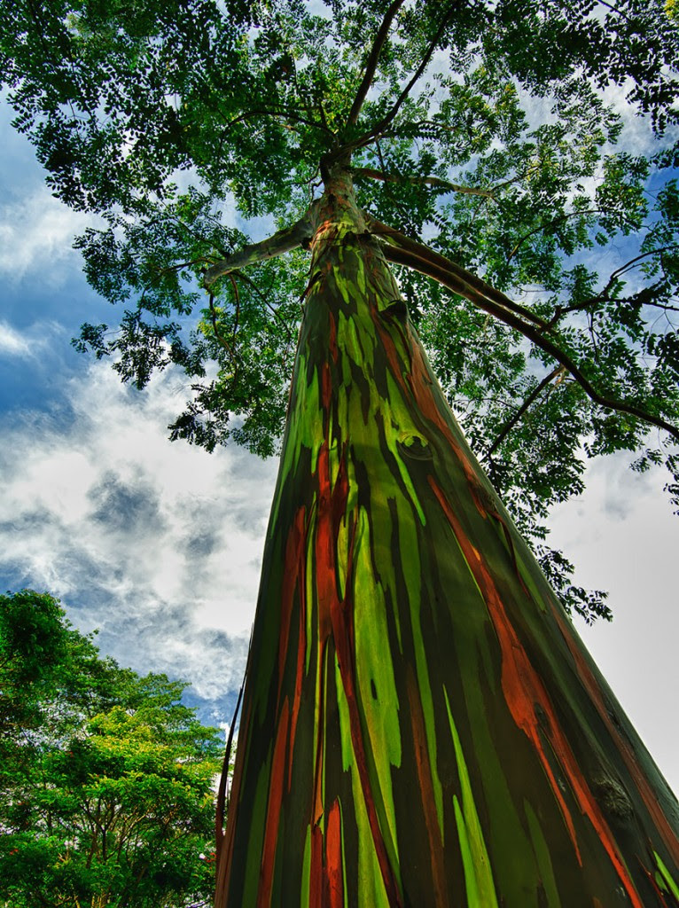 rainbow eucalyptus, by jwilsonnorton