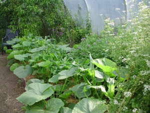 Pumpkins planted either side sweet corn, trying to take over tunnel