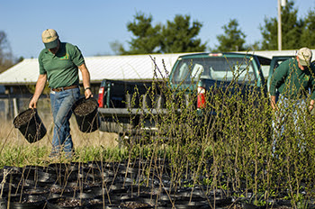 A DNR worker is shown at a growing location for native grasses.